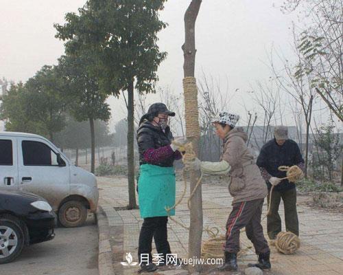 園林綠化中草繩繞樹干的長度和用量怎么計(jì)算(圖1)