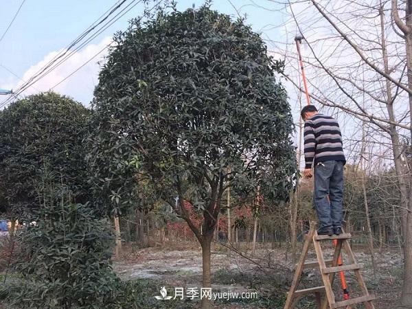 南陽桂花基地：移植大桂花樹需要注意什么(圖1)