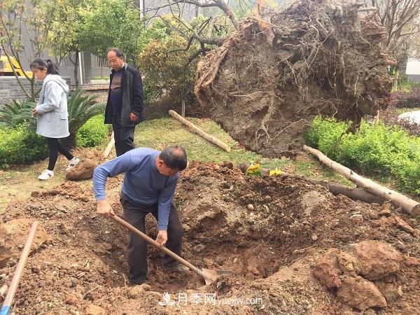 南陽桂花基地：移植大桂花樹需要注意什么(圖3)