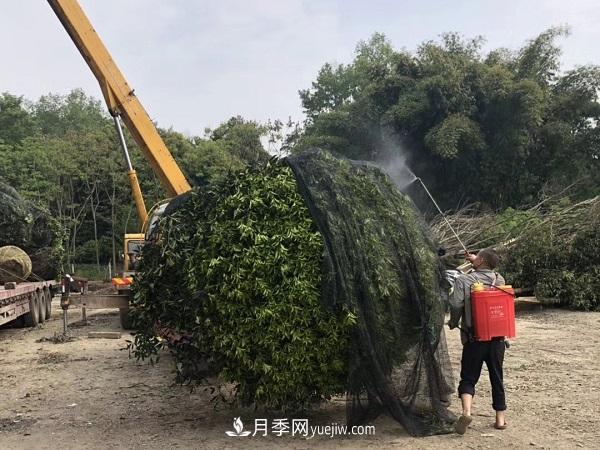 南陽桂花基地，桂花移植的***佳時機是什么時候(圖3)