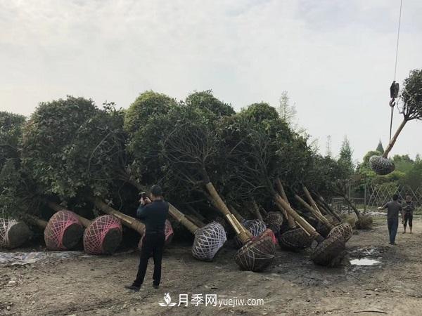 南陽桂花基地，桂花移植的***佳時機是什么時候(圖2)