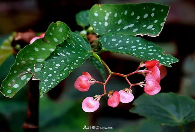 網(wǎng)紅花卉之鱒魚秋海棠，葉奇花美，如何進(jìn)行日常養(yǎng)護(hù)(圖1)