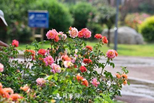 200多種月季花，花卉新品種豐富壽光城市園林色彩(圖1)