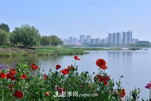 200多種月季花，花卉新品種豐富壽光城市園林色彩(圖2)