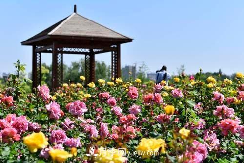 200多種月季花，花卉新品種豐富壽光城市園林色彩(圖3)