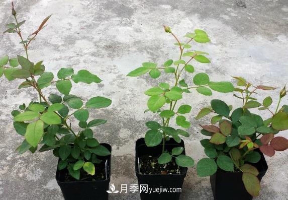 盆栽月季小苗快速發(fā)芽長筍，生根才是唯一重要的(圖1)