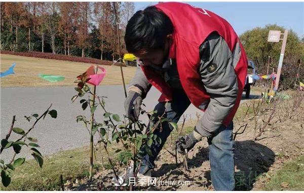 上海濱江森林公園進行月季冬修(圖3)