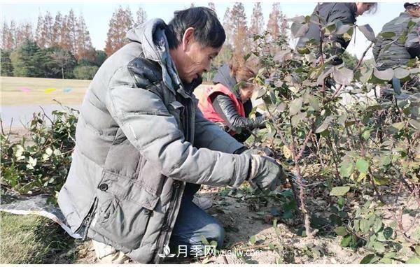 上海濱江森林公園進行月季冬修(圖2)