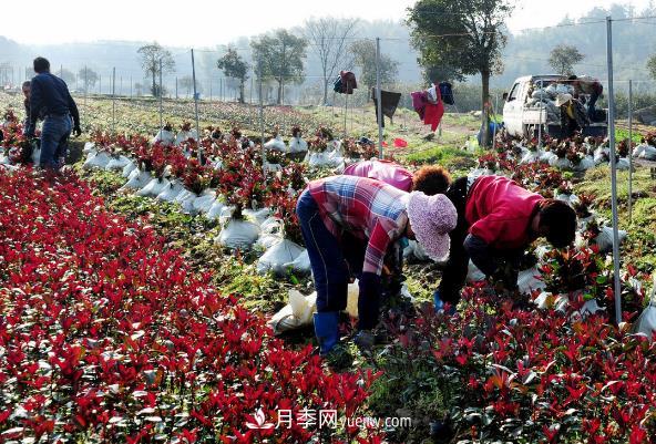 南陽紅葉石楠，多元造型與養(yǎng)護(hù)，低端苗木玩出高大上(圖2)