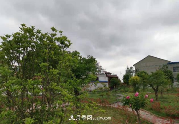 十三五以來，許昌市累計完成林業(yè)生態(tài)建設面積120余萬畝(圖1)