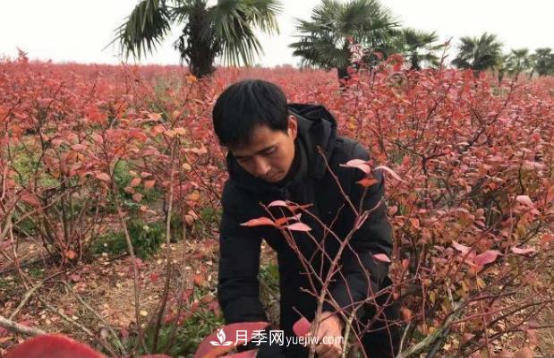 安徽鳳陽(yáng)：一村一品特色種植業(yè) 種出幸福花(圖1)