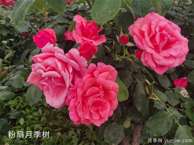 粉扇樹(shù)狀月季開(kāi)花前應(yīng)施磷肥和鉀肥(圖1)