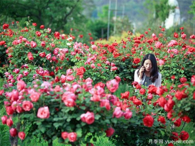 南陽(yáng)月季花農(nóng)的12個(gè)月份工作安排表(圖2)