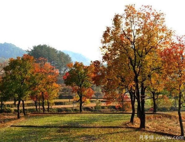 烏桕的園林應用、分布范圍、價格和前景(圖1)