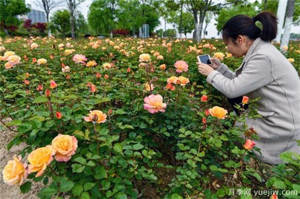 園林植物配置原則和藝術手法(圖1)