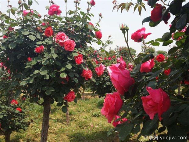 樹狀月季為何開花少(圖1)