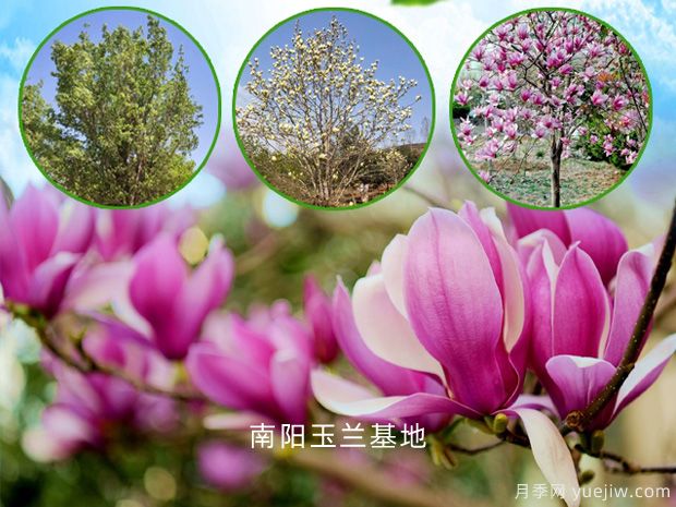 為什么紅玉蘭花比白玉蘭花開花晚呢？(圖1)