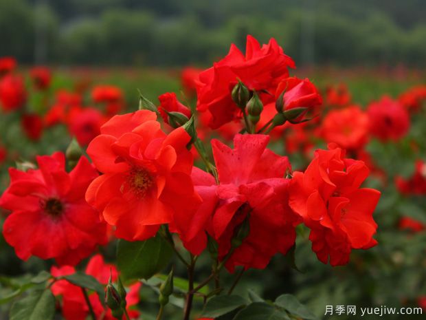 花房月季(圖3)