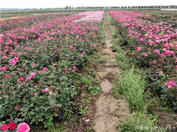 南陽(yáng)玫瑰花的種植方法(圖1)