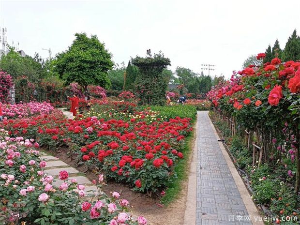 國家公園建設(shè)，將帶動這些苗木的需求市場(圖1)