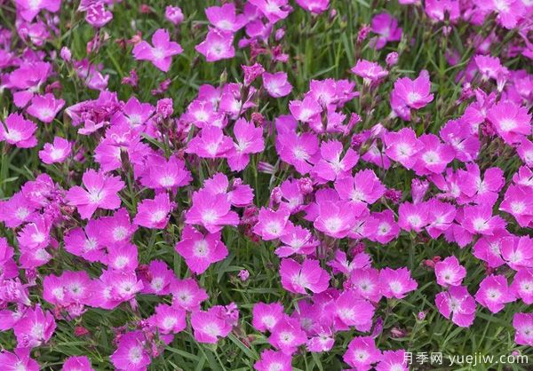 幾種讓花園充滿浪漫色彩的粉色花卉，滿足少女心(圖10)