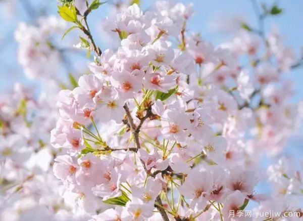 幾種讓花園充滿浪漫色彩的粉色花卉，滿足少女心(圖1)