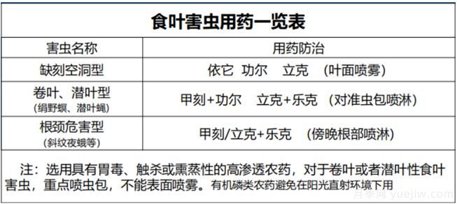 如何提高景觀花卉高發(fā)蟲害的防治效果？(圖2)