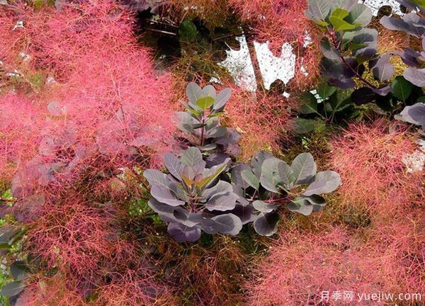 庭院適合種哪些花卉植物？冬天來(lái)了更漂亮(圖3)