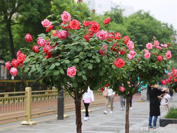 冬季月季行道樹(shù)修剪，注意3點(diǎn)剪出健康(圖1)