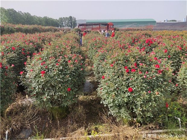 如何做好園林植物的立體造型(圖1)