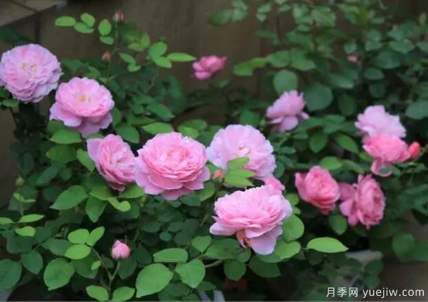 月季花種子播種，月季花養(yǎng)殖方法(圖1)