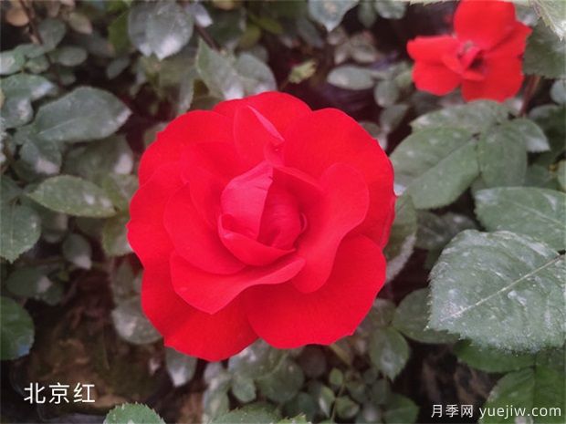 養(yǎng)花怎樣調(diào)節(jié)光照？(圖1)