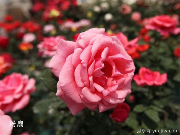 室內(nèi)能種植好月季花嗎？做好這四點，植株旺開花多(圖2)