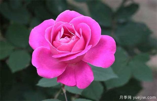 月季花越開越小的2個主要原因(圖1)