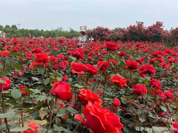 月季花秋天是否還開花(圖1)