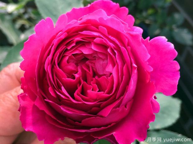 伊芙芳香花園月季/情迷芳香月季(圖1)