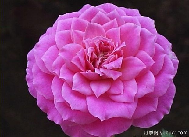 法國糖果光芒月季(圖3)