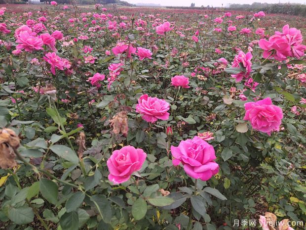 月季花越開越小的原因是什么(圖1)