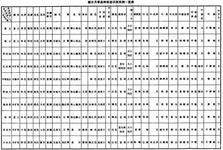 如何快速識(shí)別月季品種？(圖1)