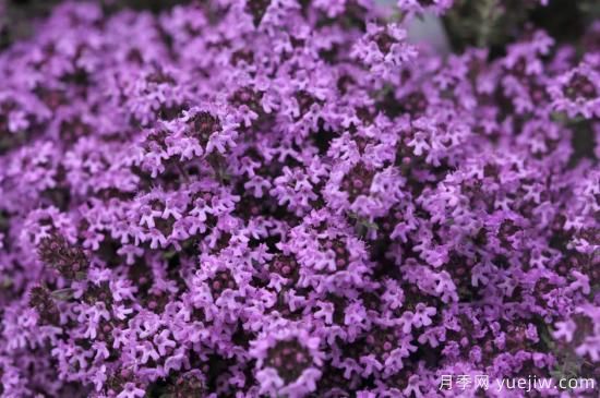 除了地被月季，還有適合在花園種植的20種地被植物(圖5)