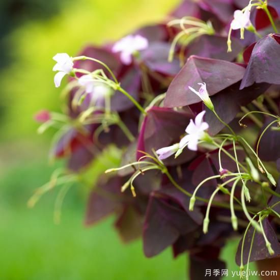 除了地被月季，還有適合在花園種植的20種地被植物(圖7)