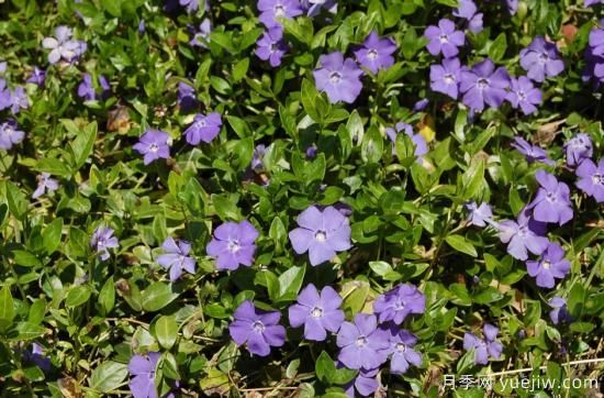 除了地被月季，還有適合在花園種植的20種地被植物(圖9)