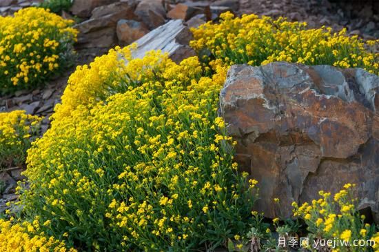 除了地被月季，還有適合在花園種植的20種地被植物(圖10)