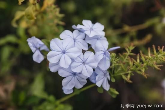 除了地被月季，還有適合在花園種植的20種地被植物(圖13)