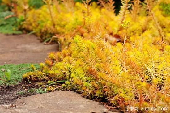 除了地被月季，還有適合在花園種植的20種地被植物(圖15)