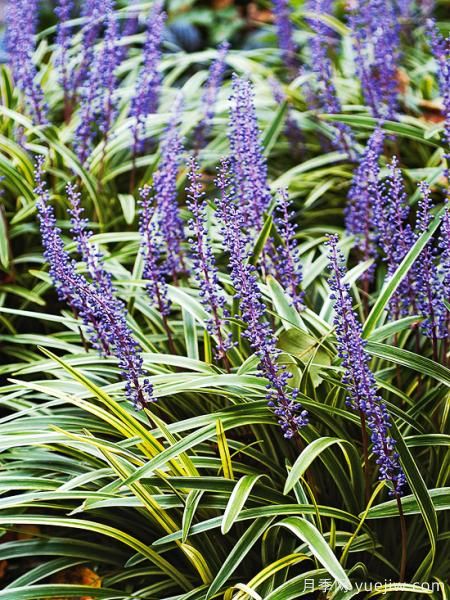 除了地被月季，還有適合在花園種植的20種地被植物(圖19)