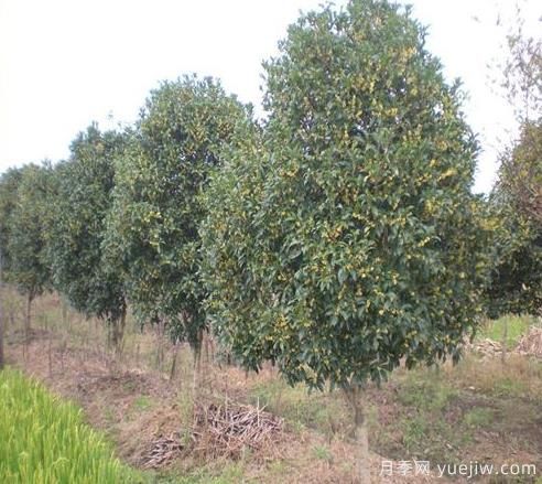 南陽(yáng)桂花樹(shù)買什么品種好(圖1)