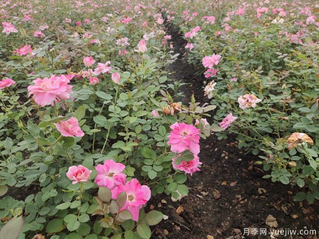 夏天綠化月季開花怎么樣(圖1)