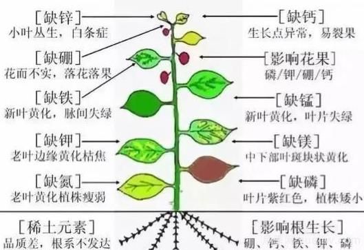 月季底肥如何使用？正確用肥才能讓花長(zhǎng)得旺盛(圖2)