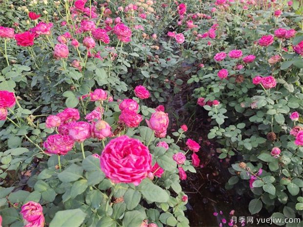 雙人芭蕾月季(圖4)